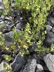 Muehlenbeckia hastulata