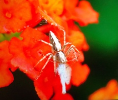 Oxyopes sertatus
