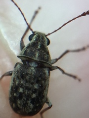Cacephatus huttoni