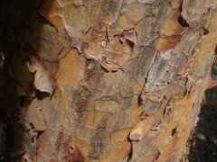 Acer griseum