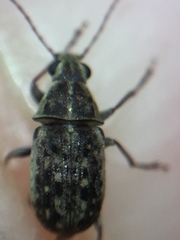 Cacephatus huttoni
