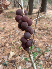 Disholcaspis globosa