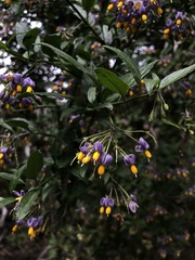 Solanum valdiviense