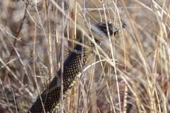 Lampropeltis splendida