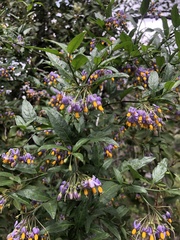 Solanum valdiviense