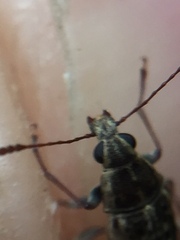 Cacephatus huttoni