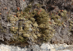 Selaginella sanguinolenta