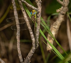 Austrogynacantha heterogena