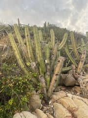 Myrtillocactus geometrizans