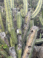 Myrtillocactus geometrizans