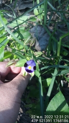 Torenia fournieri