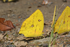 Phoebis neocypris