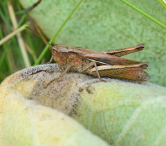 Chorthippus dichrous