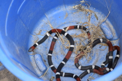 Micrurus pyrrhocryptus