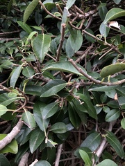 Hydrangea serratifolia