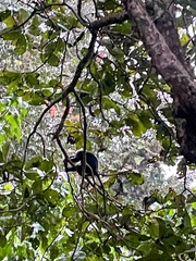 Semnopithecus johnii
