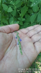 Salvia occidentalis