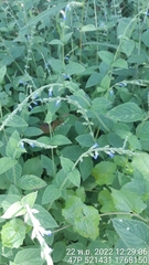 Salvia occidentalis