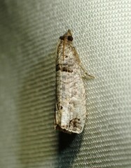 Notocelia culminana