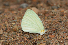 Pseudopieris nehemia