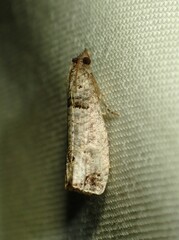 Notocelia culminana