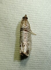 Notocelia culminana
