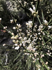 Colletia spinosissima