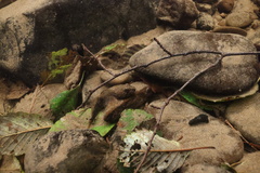 Cottus aleuticus