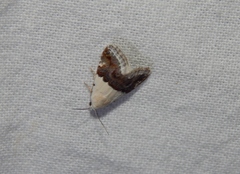 Eublemma hemichiasma