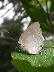 Strephonota ambrax