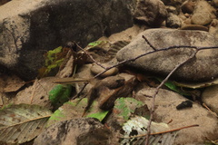 Cottus aleuticus