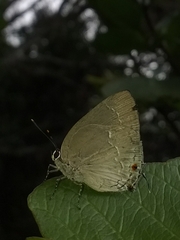 Strephonota ambrax