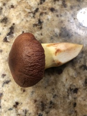 Aureoboletus flaviporus