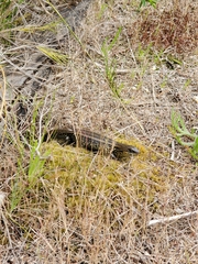 Lissolepis coventryi