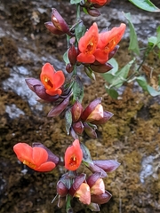 Thunbergia coccinea