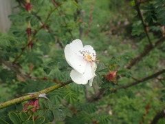 Rosa omeiensis