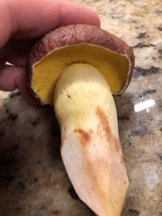 Aureoboletus flaviporus