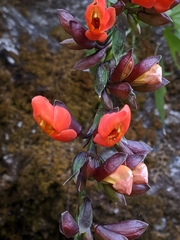 Thunbergia coccinea