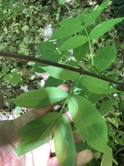 Sambucus racemosa