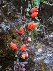Thunbergia coccinea