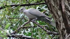 Streptopelia decaocto