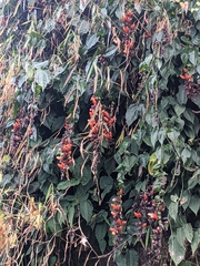 Thunbergia coccinea
