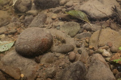 Cottus aleuticus