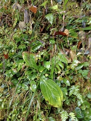 Swertia shintenensis