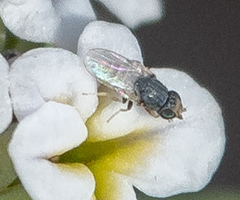 Oscinellinae