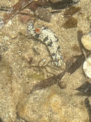 Hypselodoris saintvincentius