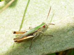Chorthippus dichrous