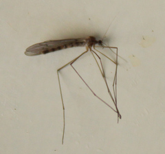 Trichocera annulata