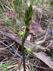 Cryptostylis erecta