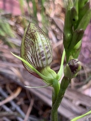 Cryptostylis erecta